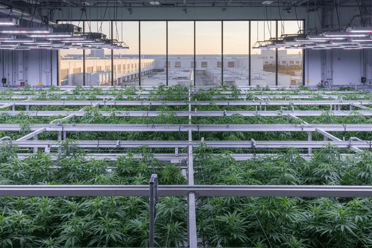 Cannabis-Aktien treten trotz US-Umstufung weiter auf der Stelle