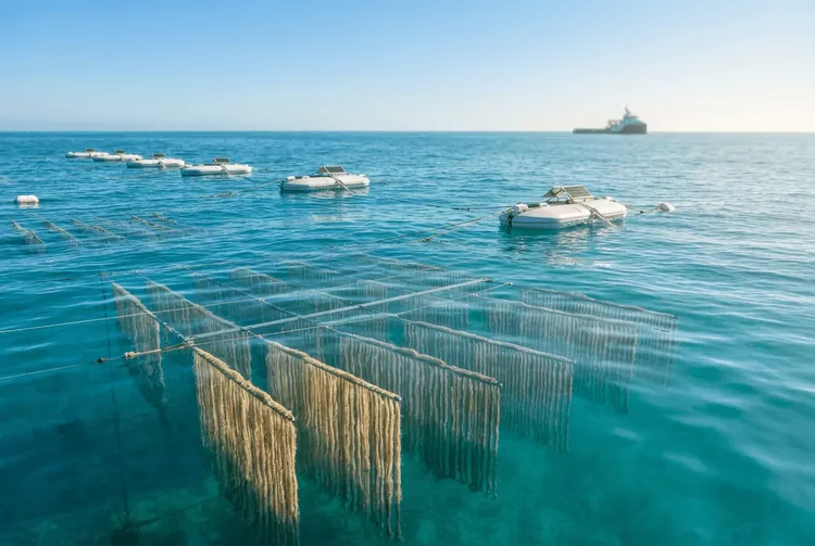 Fluxnium sammelt 7 Millionen Dollar für Uran aus Meerwasser ein