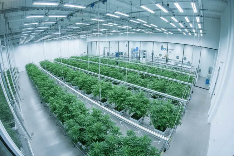Trulieve und Green Thumb in Time-Liste der besten US-Unternehmen