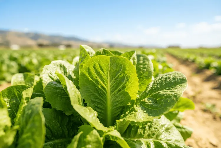 Kalifornien überwacht künftig PFAS-Pestizide in der Landwirtschaft