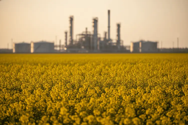 Canola-Futures unter Druck: Rohöl-Einbruch zieht Agrarrohstoffe mit