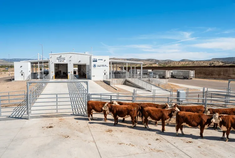 USA lockern Rindfleisch-Verbot aus Mexiko – Rinderpreise bleiben dennoch hoch