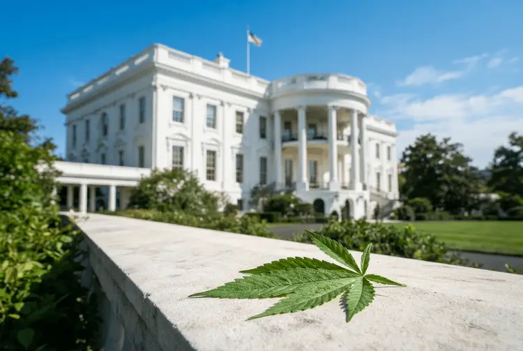 Trump-Unterstützung bei Cannabis-Konsumenten sinkt auf 29 Prozent