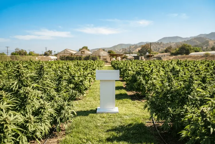 Kalifornien: Republikaner und Demokraten fordern Überarbeitung des Cannabis-Gesetzes