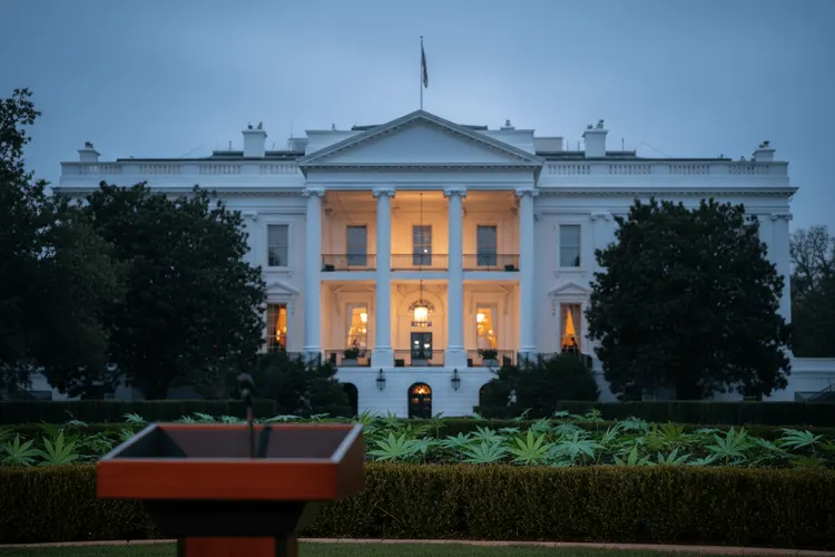 Cannabis-Aktien explodieren: Trump erwägt Neueinstufung von Marihuana