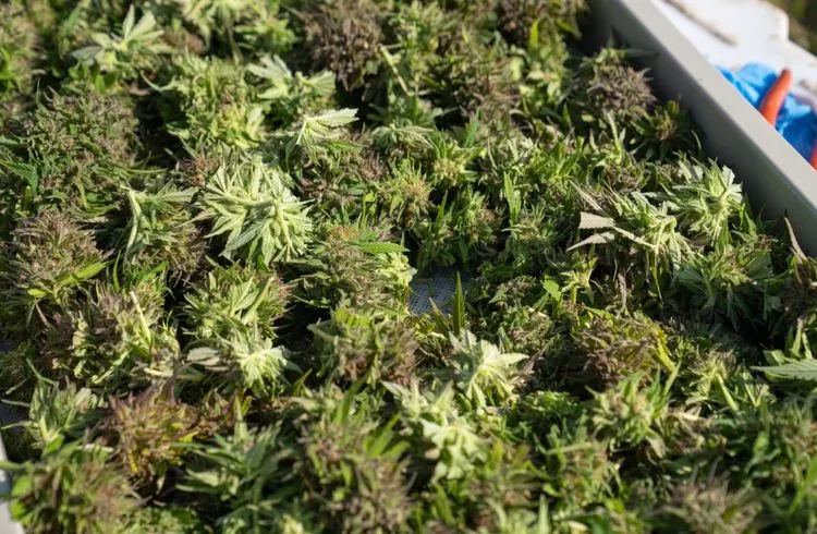 Boom im Markt für medizinisches Cannabis