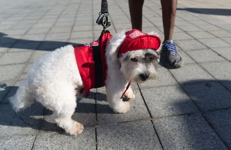 Rekordeinnahmen durch Hundesteuer in Deutschland