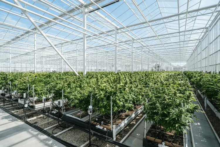 Tilray Brands: Warum die Aktie unter 4 Dollar kein Kauf ist