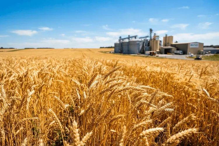 Euronext-Weizen fällt: Händler bewerten Schwarzmeer-Exportstörungen