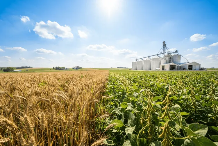 Sojabohnen und Mais legen nach USDA-Prognosen deutlich zu