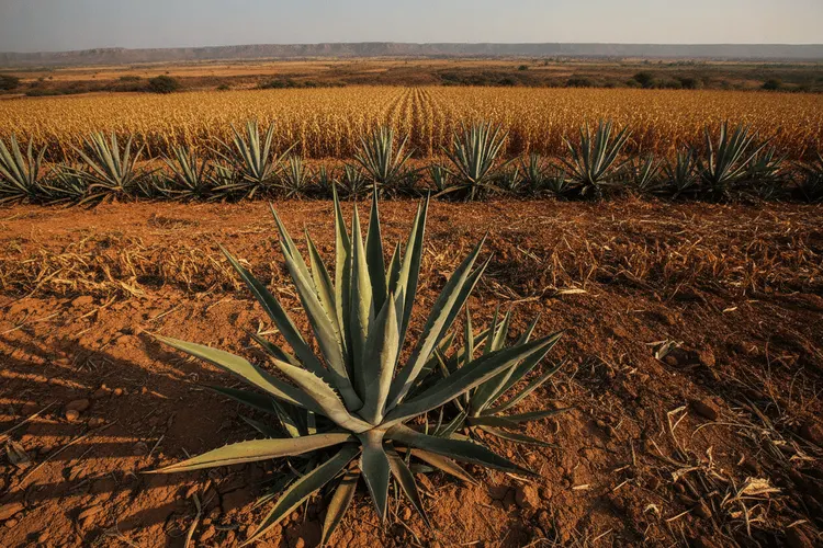 Agave in Indien: Wie eine Wüstenpflanze eine neue Getränkeindustrie begründet