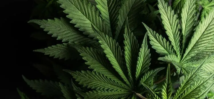 Cannabis-Verkaufsstellen in Chicago gründen Gewerkschaft