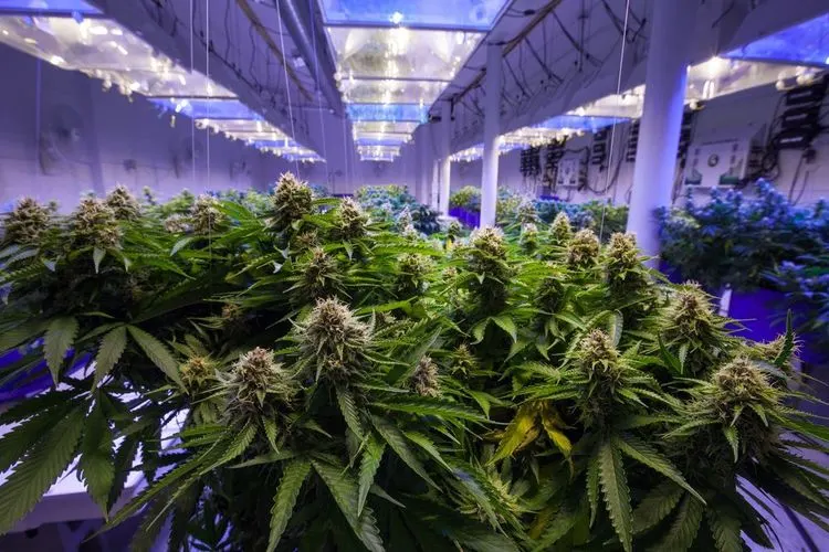 Woher riecht Cannabis nach Stinktier?