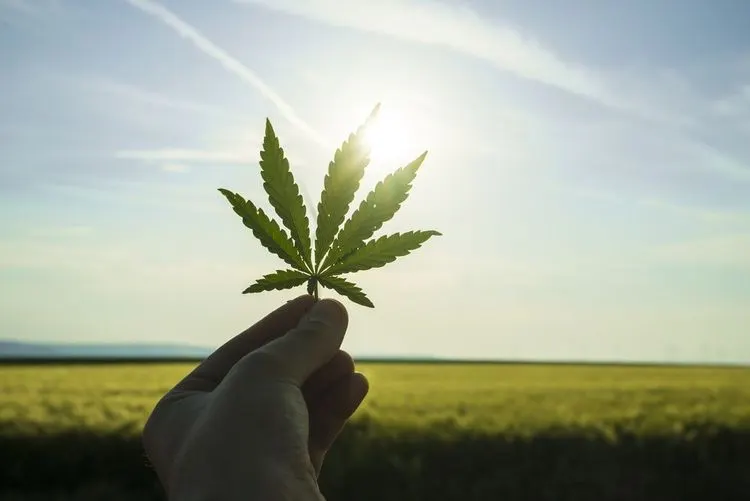 Virginia gibt Cannabis jetzt auch offiziell frei