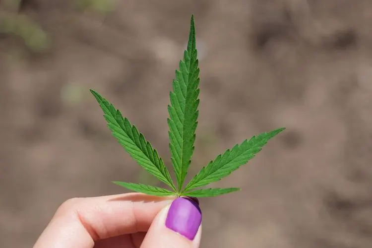 Oregon reguliert Cannabis-Industrie