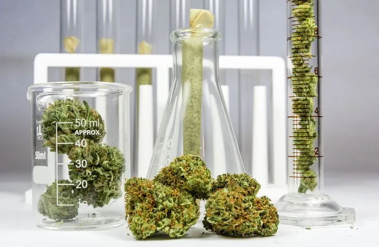 Neuer Schnelltest erkennt Cannabis-Konsum binnen Minuten