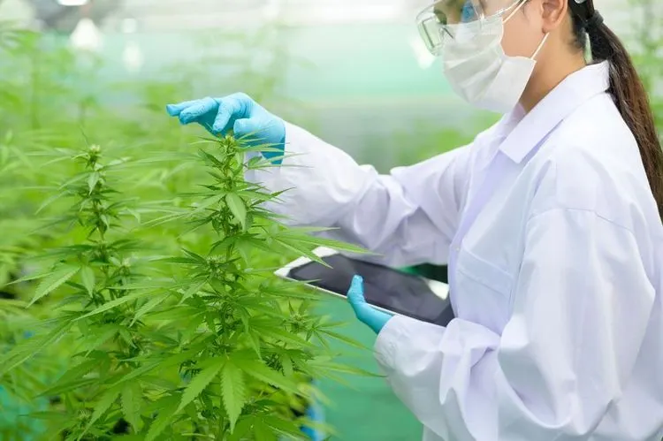 Europas größte Cannabisfarm durchsucht