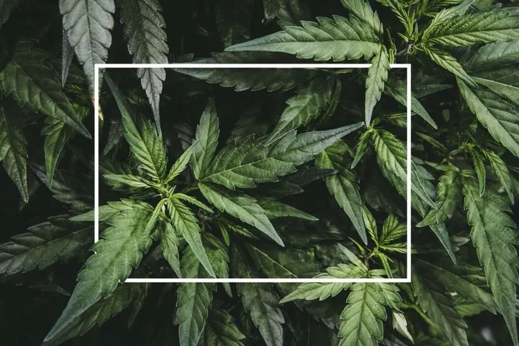 Republicans starten Initiative zur weiteren Entkriminalisierung von Cannabis