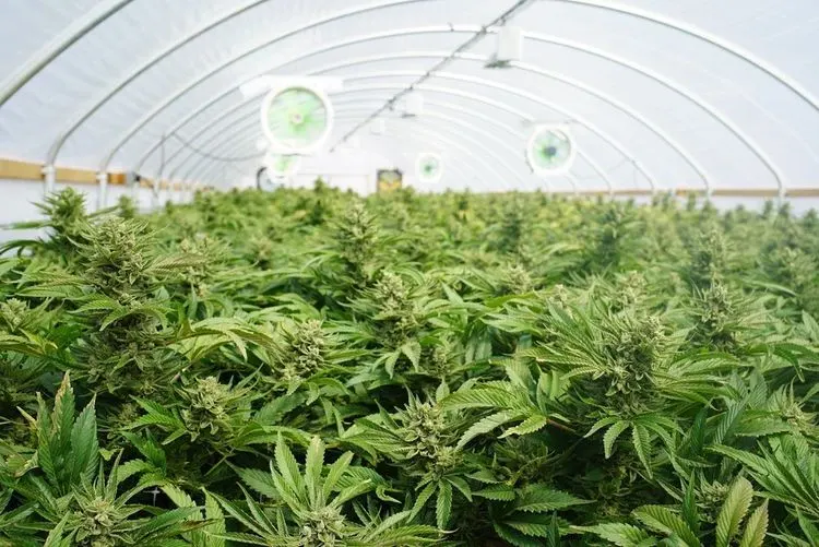 Legale Weed-Industrie kann nicht mit illegalem Markt konkurrieren