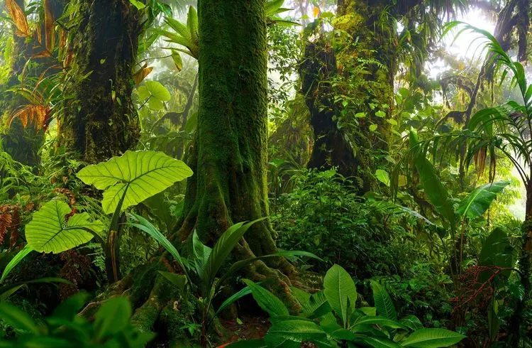 Probleme mit der Zerstörung des Amazonas überschatten Brasiliens landwirtschaftliche Fortschritte