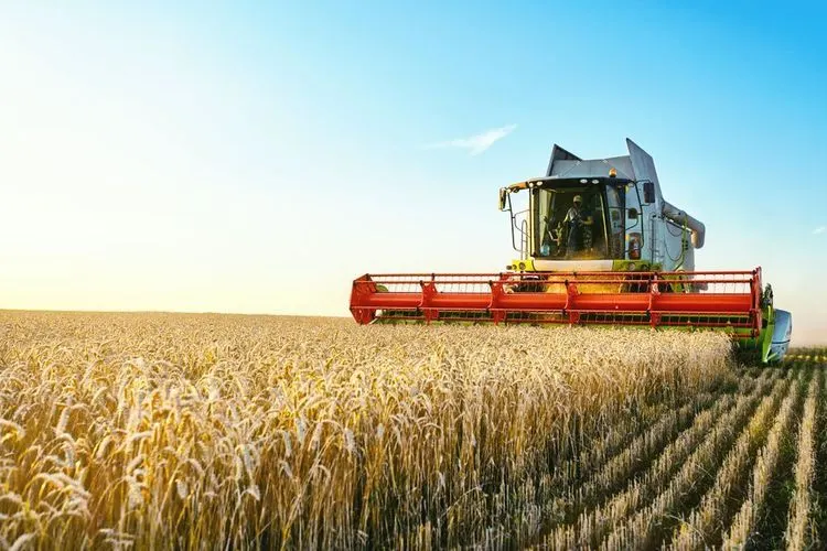 Weizenpreis: Indiens Exportverbot erschüttert Märkte