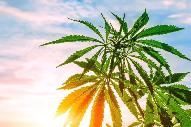 Korruptionsfall im Cannabisbereich in Kalifornien