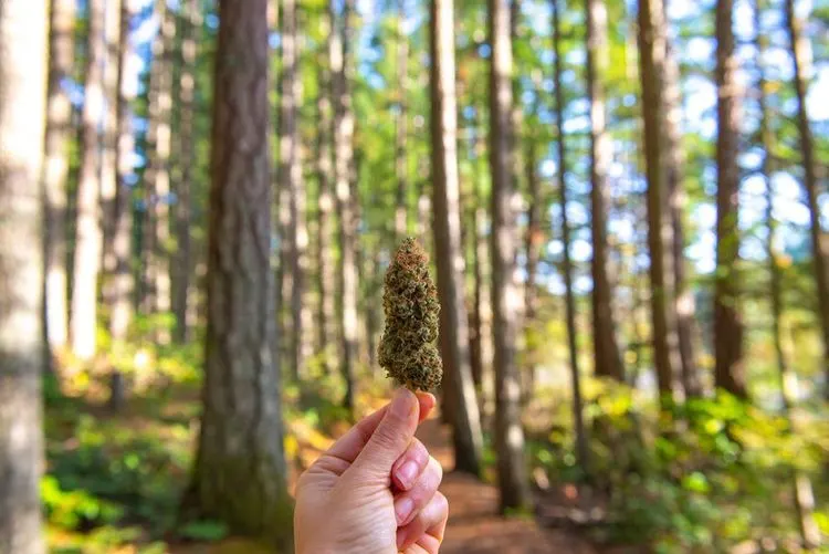 Vancouver will die Gebühren für Cannabisläden senken