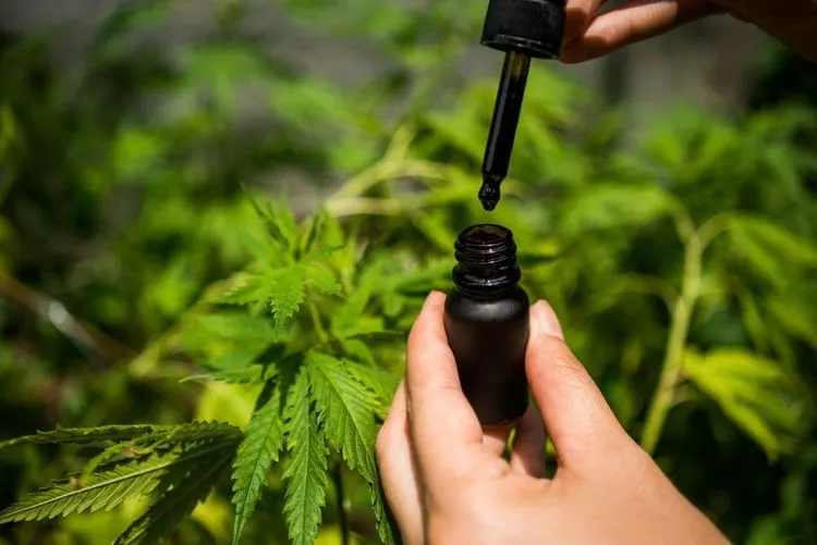 Real Brands profitiert vom CBD Boom 2.0