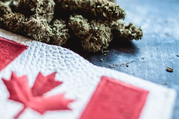 Hier sind die zwei besten Cannabisaktien des Jahres