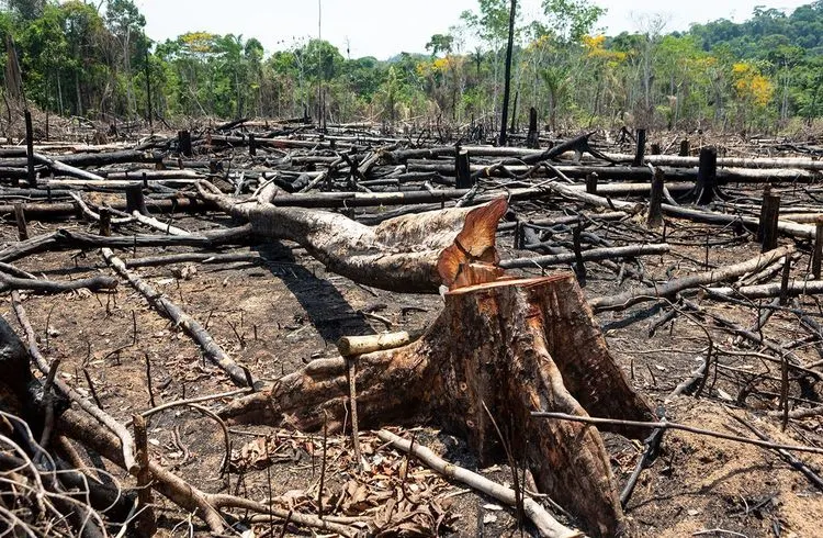EU-Staaten einigen sich auf Importregeln zum Schutz des Regenwaldes