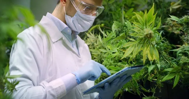 Kentucky will Cannabis legalisieren