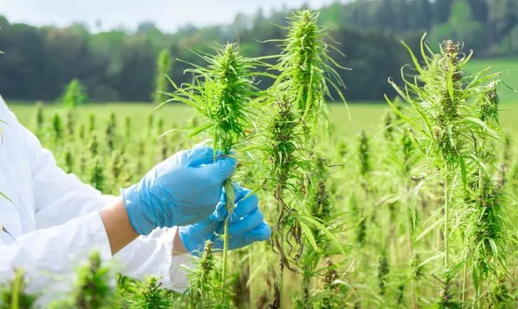 Nicht einmal Korruptionsvorwürfe können den Cannabisboom stoppen