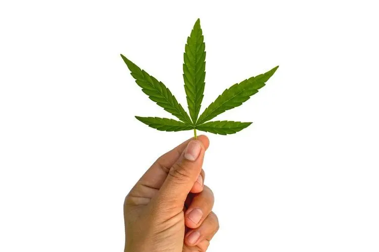 Indonesisches Gericht lehnt Vorstoß zur Zulassung der medizinischen Verwendung von Cannabis ab