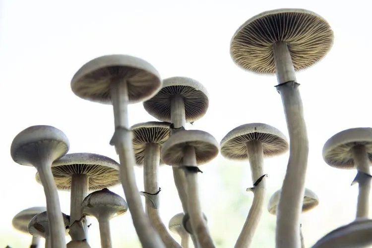Auf diese drei Psychedelika-Aktien sollten Investoren jetzt achten