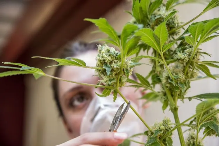 Welt-Anti-Doping-Agentur will Verbot von Cannabis überdenken
