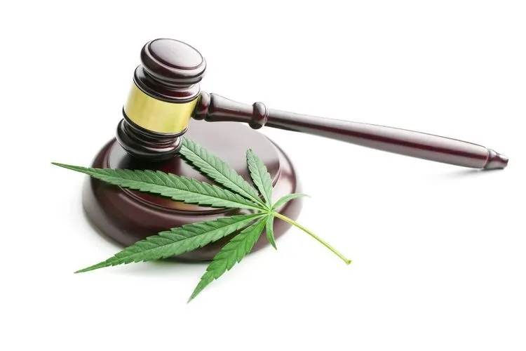 Hälfte der legalen Cannabis-Einnahmen für soziale Zwecke