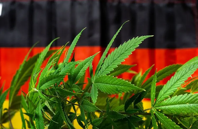 Cannabis-Legalisierung in Deutschland: Firmen wittern das große Geschäft