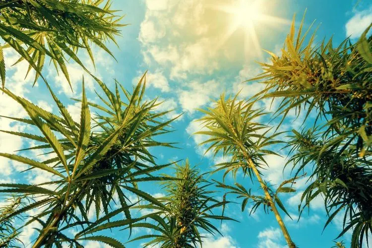 Kann Cannabis Kindern mit Epilepsie helfen?