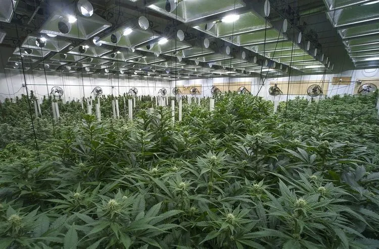 Kathy Hochul schwört auf legale Cannabis-Industrie