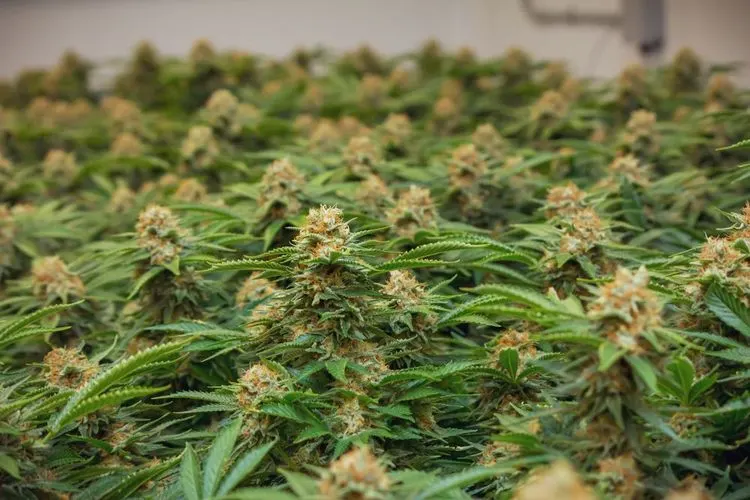 Cannabis war Grundnahrungsmittel im alten China
