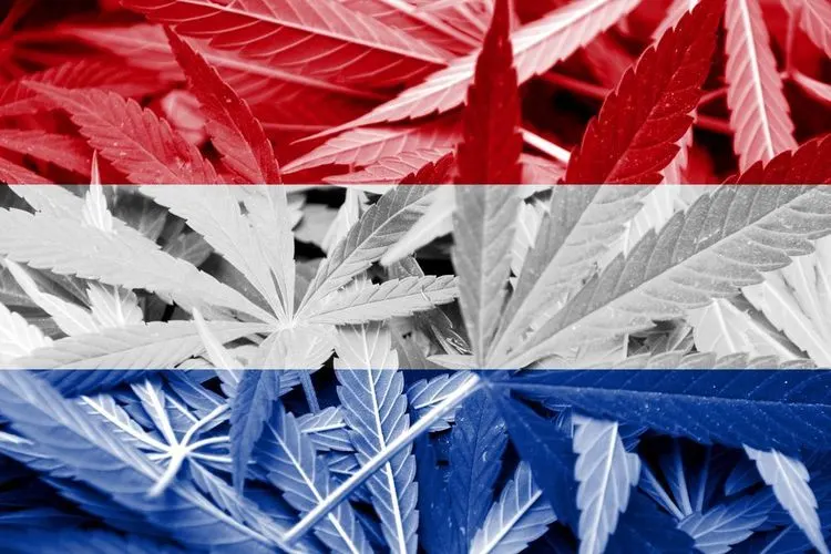 Niederlande mit Problemen bei der Freigabe von Cannabisanbau
