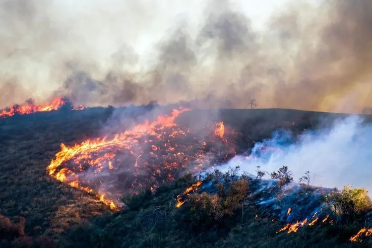 Der Rasenmäher einer Marihuanaplantage verursacht größeren Waldbrand